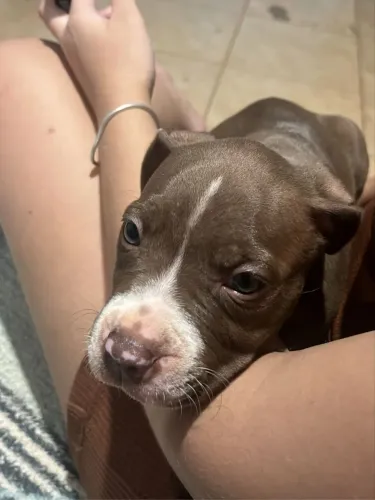 Vende-se pitbull fêmea 