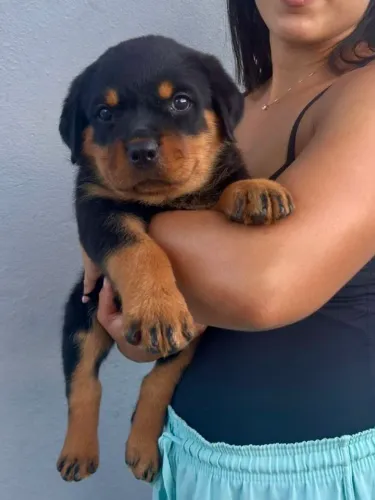 Filhote Rottweiler Padrão Exposição a Pronta Entrega