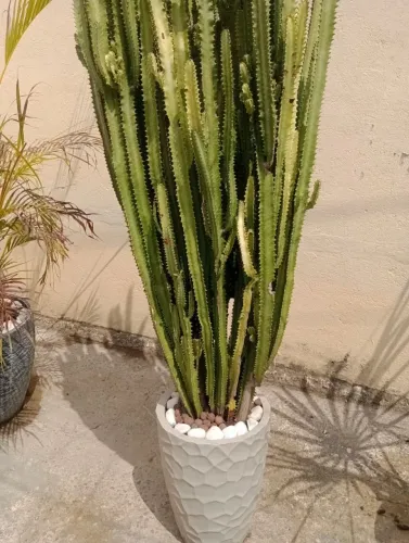Planta natural cacto