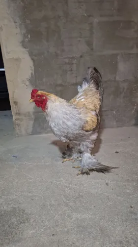 Galo brahma isabele(250 reais)