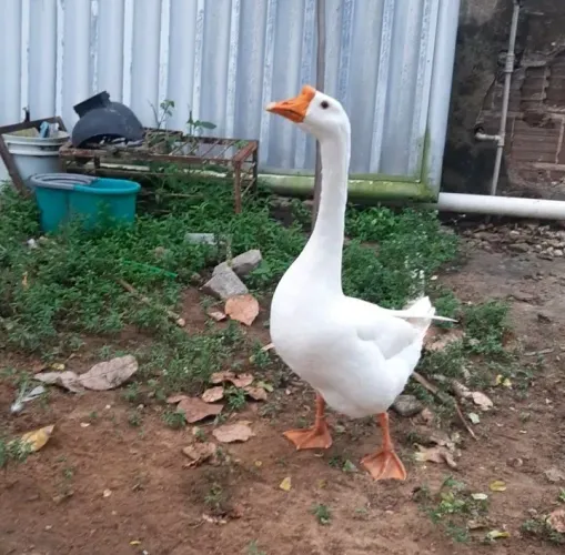 Ganso