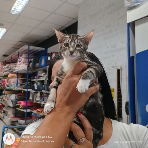 Adoção com amor ?