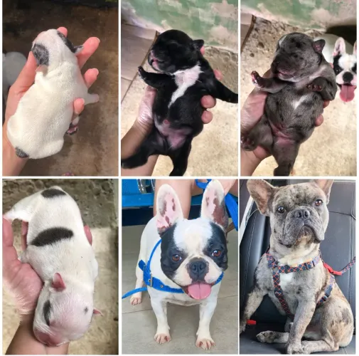 Filhote de Bulldog Francês