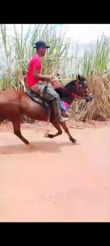 Égua de passada limpa de defeito