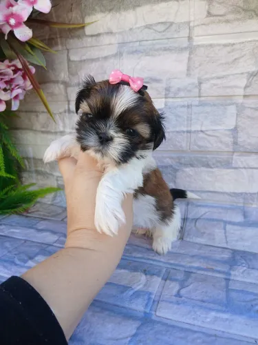 Shitzu fêmea tricolor mini uma princesinha 
