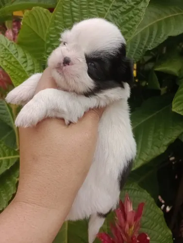 Shih Tzu com pedigree e entrega em 10x no Cartão