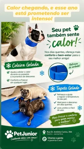 Tapete e coleira gelada 
