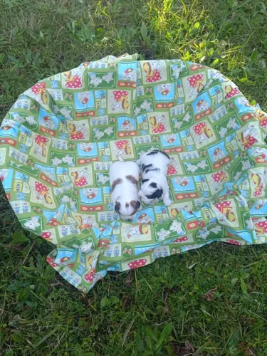 Shih-tzu - Belos Filhotes Macho e Fêmea