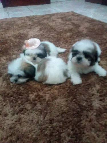 Shih Tzu maravilhosa 
