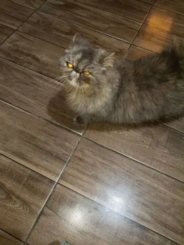 Gato persa macho para cruzar