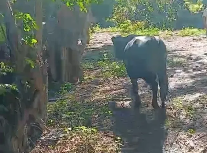 ? VENDE-SE BOI JESSY ?