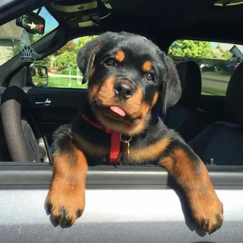 Rottweiler - Seu Próximo Grande Afeto Pode Começar Aqui