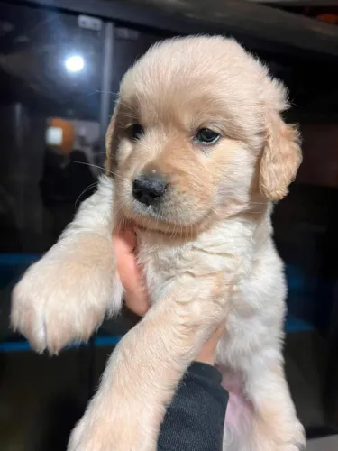golden retriever lindos