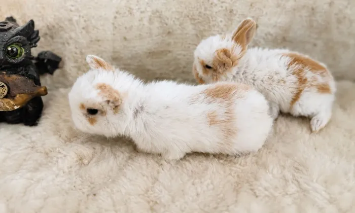 Mini lop