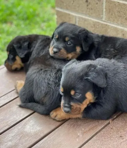 Rottweiler Gigantes 