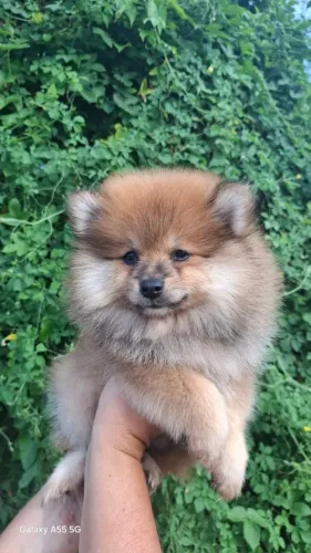 Spliz alemão fêmea 