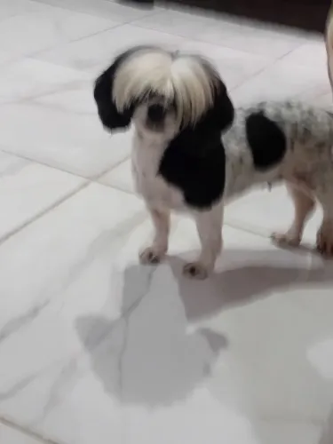 Tenho um cachorro cedela pra vender schitos