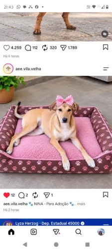 Cadelinha para adoção responsável!!!