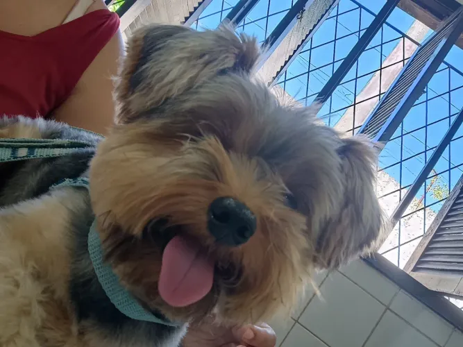 Yorkshire terrier a procura de uma namorada