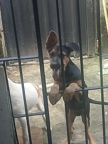 promoção de cachorro pastor alemão apenas 300