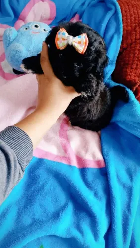 MACHINHO LHASA PURO COR PRETO LINDO
