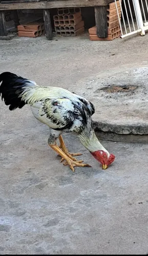 GALO INDIO