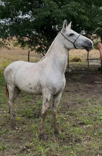 Égua mangalarga 