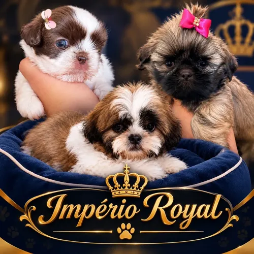 Filhotes de Shihtzu Fêmea e Machinho! Império Royal