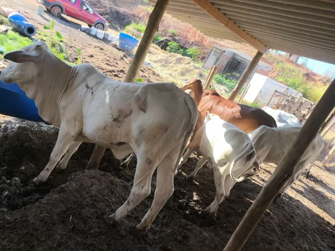 7 Novilhotas  , troco por carro 
