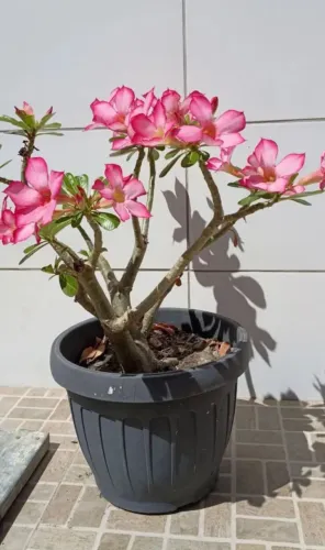 Flor do deserto