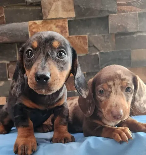 Carinhosos Filhotes de Dachshund Disponível. 