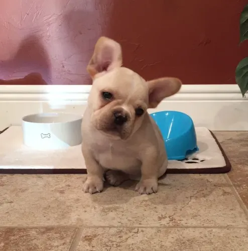 Bulldog frances linda filhote