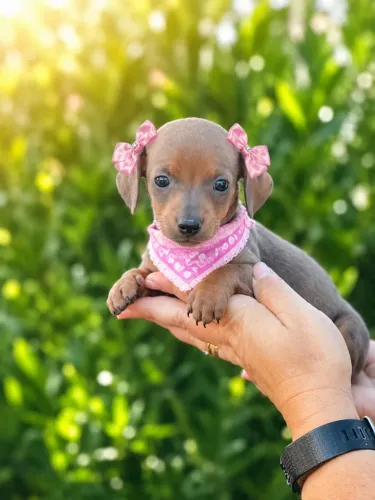 Lindíssima Filhote de Dachshund fêmea Blue 