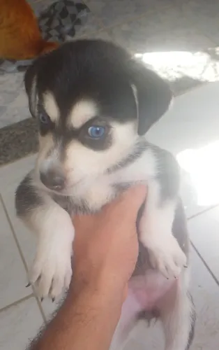 Husky siberiano
