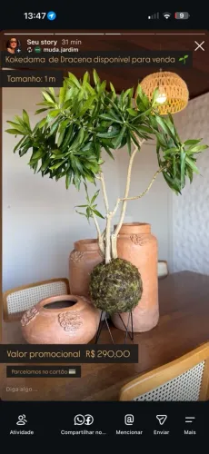 Kokedama Gigante