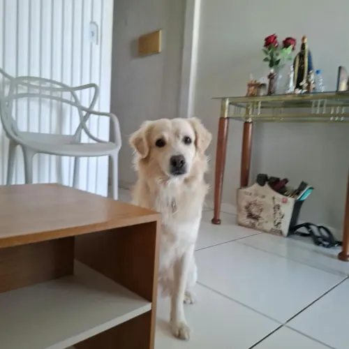 Cachorro de porte médio