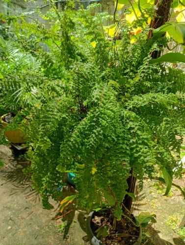 Planta 