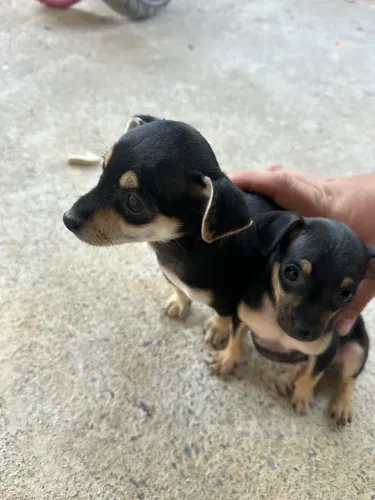 Pinscher fêmea e macho