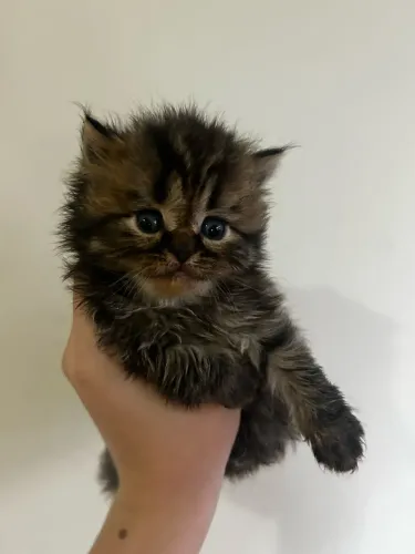 Filhote British Tabby Macho