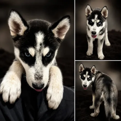 Husky Siberiano Macho 