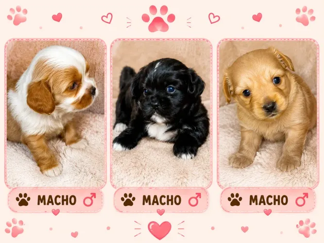 Filhote de Lhasa apso