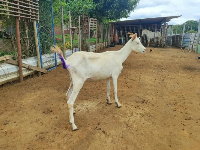 Cabra Saanen com Burrego Macho