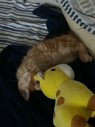 Gatinhos para doação