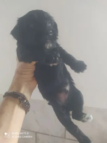 Cães filhotes a venda nascidos em 18/4/26
