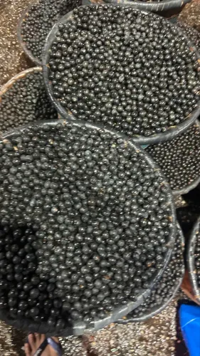 Batedor de açaí pra trabalhar no guajará em Ananindeua 