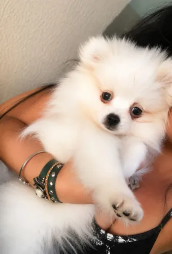 Spitz alemão macho branco