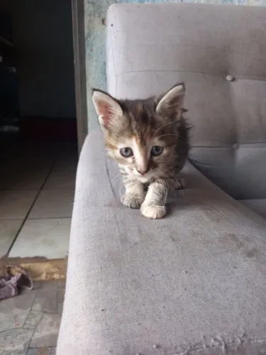 Doação de gatos