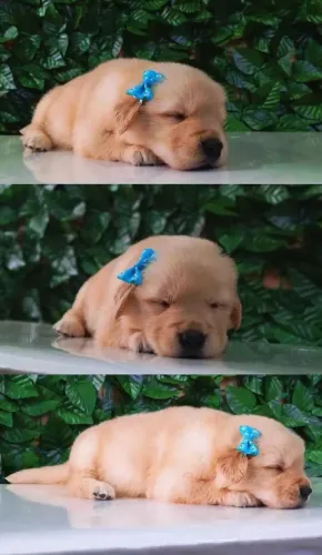 Lindo casal de Golden Retriever 