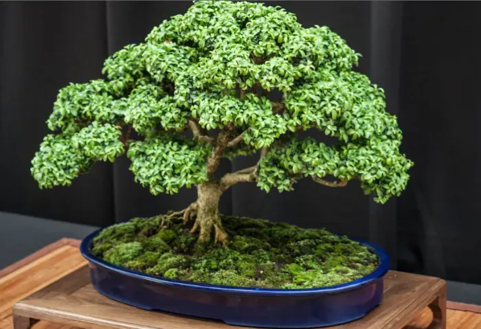Cuidador de plantas para quem precisa se ausentar de casa