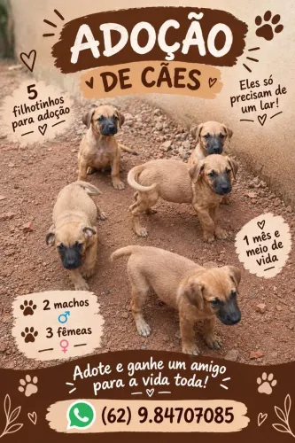 Doação de cachorro